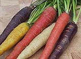 CAROTA RAINBOW MIX 400 SEMI Miscela Multicolore Carote ROSSA VIOLA GIALLA BIANCA carote colorate foto / EUR 4,89