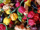 50 SEMI DI PEPERONCINO DELLE 5 VARIETA' PIU' PICCANTI AL MONDO CON CAROLINA REAPER MORUGA SCORPION, T. SCORPION, SEPIA SERPENT E JIGSAW GOURMET foto / EUR 14,00