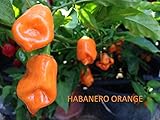 SEMI PEPERONCINO-HABANERO ORANGE-+ GUIDA ALLA COLTIVAZIONE foto / EUR 4,99