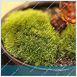 Pinkdose ZLKING 200pcs Romanzo Pianta Ornamentale Erba Resurrection Plant Moss Piante perenni Ornamentali foto / 