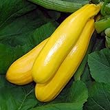 Zucchino giallo Gold Rush F1 (Semente) foto / EUR 3,00