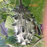 SEMI CETRIOLI 2 VARIETA'-CETRIOLO AFRICANO (KIWANO)-CETRIOLINI PER AGRODOLCE O SOTT'ACETO foto / EUR 5,00