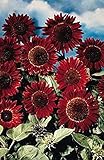 GIRASOLE PRADO ROSSO NR. 20 SEMI foto / EUR 2,00