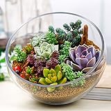 Semi di piante grasse - Mescolare semi succulenti, semi di piante in vaso succulente rari, per la casa e giardino, vasi di fiori, 100PCS foto / EUR 4,99