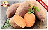 Portal Cool 20Pcs Patata Dolce Semi Piante da frutto di Verdure Batata Organic Bonsai Garden DIY foto / EUR 9,99