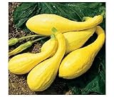 20 semi inizio estate Crookneck Zucchino estivo giallo dorato Heirloom Cream precoce foto / EUR 10,99