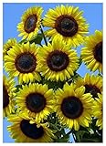 TROPICA - Girasole Full Sun F1 (Helianthus annuus) - 25 Semi- Girasoli foto / EUR 3,50