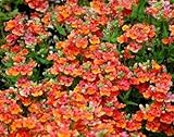 Nemesia Arancio Semi del principe - Nemesia strumosa foto / EUR 3,39