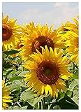 TROPICA - Girasole Golden Dream (Helianthus annuus) - 20 Semi- Girasoli foto / EUR 3,50