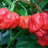 Semi Peperoncino Trinidad Scorpion(PIU' PICCANTE AL MONDO!) foto / EUR 4,40