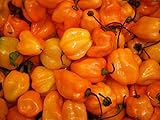 PEPERONCINO HABANERO ARANCIONE NR.10 SEMI foto / EUR 2,00