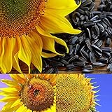 BigFamily 1Pack Semi di Girasole Fiore Bonsai Piante in vaso Helianthus Annuus per il giardino foto / EUR 7,55