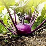 Semi viola di Kohlrabi Alka - Brassica oler convar. acephala var. gongylodes foto / EUR 3,39