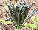 Portal Cool 10 Semi: Semi della palma cavolo, Brassica oleracea var. Palmifolia, Nero Di Toscana foto / EUR 9,99