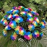 Ncient 20/50/100 Semi Sementi di Margarita di Color Di Arcobaleno Semi di Fiori Rari Fiori Piante per Orto Giardino Balcone Interni ed Esterni foto / EUR 0,99