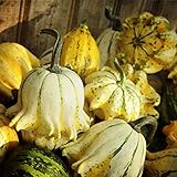 Corona di semi di spine di zucca - Cucurbita pepo foto / EUR 3,39