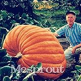 20Pcs Super grandi semi di zucca vegetali non OGM giardino di casa fai da te bonsai dono di semi di zucca gigante commestibile per gli impianti di divertimento di Halloween foto / 