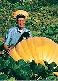 TROPICA - Zucca Gigante atlantico (Cucurbita maxima) - 7 Semi- Zucca foto / EUR 4,90