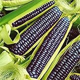 Pinkdose Rare Heirloom dolce arcobaleno di mais ibridi piante Buona Confezione 20 pc/pacchetto verdura colorata grano Cereali Semillas Piante Plantas: Viola foto / 
