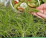 Microgreens - Cipolla invernale - foglie giovani dal gusto eccezionale - semi foto / EUR 4,09