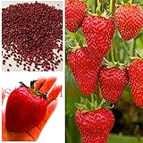 500 pezzi latte semi di fragola Super grande fragole semi, seme di fiore, rifornimento del giardino, bonsai profumo, ghd, home & garden NO-OGM foto / EUR 10,99