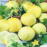 Pinkdose 100pcs limone cetriolo Semi organici non OGM di frutta e semi di verdure per casa mini giardino le piante in vaso Semillas de Pepino foto / 