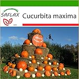 SAFLAX - Zucca gigante - 7 semi - Con substrato - Cucurbita maxima foto / EUR 4,45