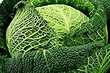 Savoy semi di cavolo - Brassica oleracea var. Sabauda foto / EUR 3,19