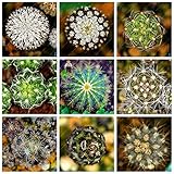 Pinkdose 100PCS 12 Tipi Misti Piante Succulente Cactus Piante Piante Bonsai Case vegetali Giardinaggio Vasi di Fiori Balcone Fiori Best-Sellin: Misto foto / 