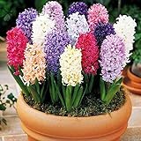 Sunlera 100pcs / bag Giacinto Seeds Seeds in vaso bonsai semi dei fiori per il giardino domestico Pianta foto / EUR 1,35