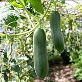 Cetriolo semi di Tessa - Cucumis sativus foto / EUR 3,39