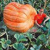 Gfone 20pcs / bag semi di zucca semi di zucca gigante di Halloween giardino domestico foto / EUR 3,29