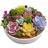 Rosepoem 100pc / Pacchetto Multi piante succulente Semi di piante ornamentali Semi Cortile Giardino con semi di fiori foto / EUR 3,28