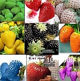 2100pcs 30kinds SUPERBIG arrampicata semi di fragola sementi di ortaggi Frutto di un piantine di fragole balcone piante giardino di impianto foto / EUR 11,32