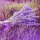 SemiRosa 10PZ/20PZ/50PZ/100PZ Semi di Lavanda Profumata Extra da Piantare Lavandula Angustifoglia Fioritura Colorata Semi di Fiori Giardino Campo Balcone foto / EUR 0,79