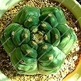 Pinkdose 100pcs Rare Piante Bonsai Mix Lithops 24 Tipi di Cactus Piante Bonsai Garden Organic Succulente Bonsai Balcone Fiore Che piantano foto / 