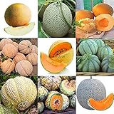 Portal Cool 11: 20 Pz/borsa Semi di melone Delicious Melone Seeds Home Garden Plants Btl8 foto / EUR 9,99