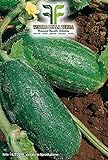 180 C.ca Semi Carosello Spuredda Leccese - Cucumis melo var - Adzhur In Confezione Originale Prodotto in Italia - Caroselli leccesi foto / EUR 7,40