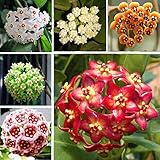 Ncient 100 Semi Sementi di Hoya Colore Misto Orchidea di Palla Semi Fiori Rari Profumati Piante per Orto Giardino Balcone Interni ed Esterni foto / EUR 1,59