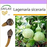 SAFLAX - zucca a bottiglia - 15 semi - Lagenaria siceraria foto / EUR 3,75