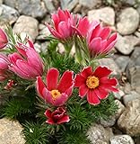 Semi di fiore di Pasqua rossa - Anemone pulsatilla foto / EUR 3,44