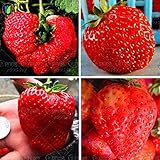 350 semi di fragola gigante inviare 200chili come regalo bonsai semi di fragola commestibile quattro stagioni di grandi dimensioni di tipo foto / EUR 10,99