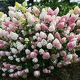 30 rari semi di ortensia bella fragola ortensie semi di fiori facile crescono piante bonsai per giardino di casa libera il trasporto foto / EUR 6,50