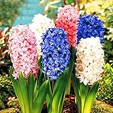 300 pz/borsa semi di Giacinto Perenne semi di fiori rari (non bulbo di giacinto) Holland fiore idroponica per la casa e giardino foto / EUR 1,99