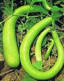 ZUCCA LUNGA SERPENTE DI SICILIA NR.20 SEMI foto / EUR 3,30