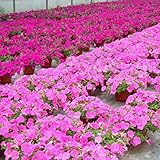 100pcs Semi/sacchetto Petunia fiori appesi in vaso bonsai giardino domestiche Seminare foto / EUR 1,29