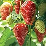 Farmerly Semi di fragola (Fragaria Ananassa) Bright Red Fruit ha un grande sapore 100 semi foto / 