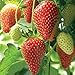 foto Farmerly Semi di fragola (Fragaria Ananassa) Bright Red Fruit ha un grande sapore 100 semi