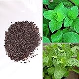 BigFamily 1000 pezzi di menta piperita rara semi di erbe menta balsamo foglie di menta viridis foto / EUR 7,71