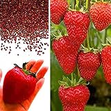 Rosepoem Semi di fragola gigante BIG Red Garden Semi bio fragola foto / EUR 9,19